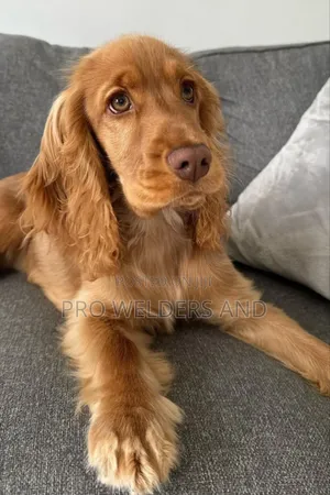 1-3 months Female Purebred Cocker Spaniel