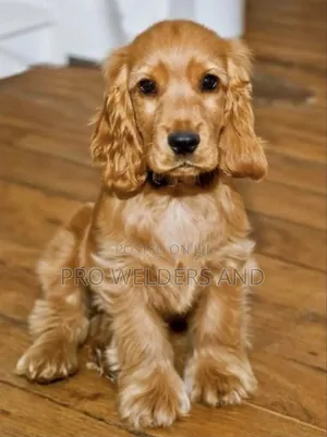 1-3 months Female Purebred Cocker Spaniel