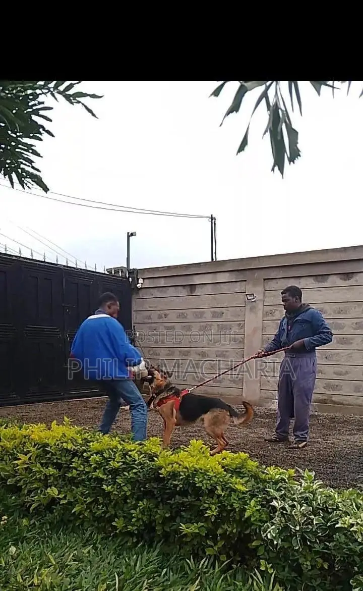 Dog Training.