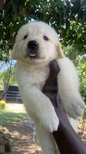 1-3 months Male Purebred Golden Retriever