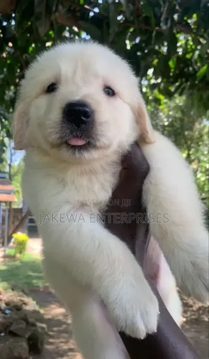 1-3 months Female Purebred Golden Retriever