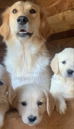 1-3 months Female Purebred Golden Retriever