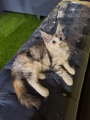 1-3 months Female Purebred Maine Coon