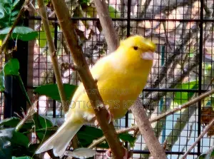 Canary (Imported)