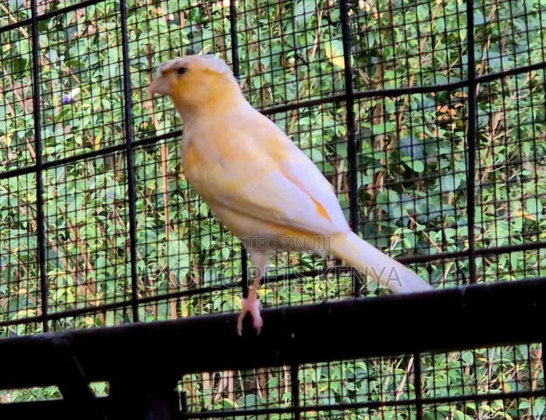 Canary (Imported)