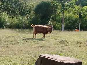 Togenburg Goat