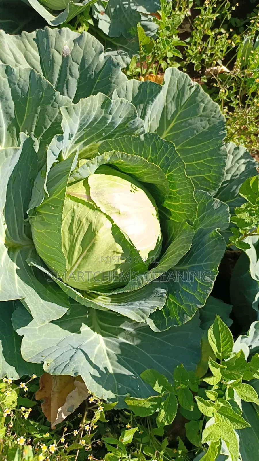 Quality Cabbages