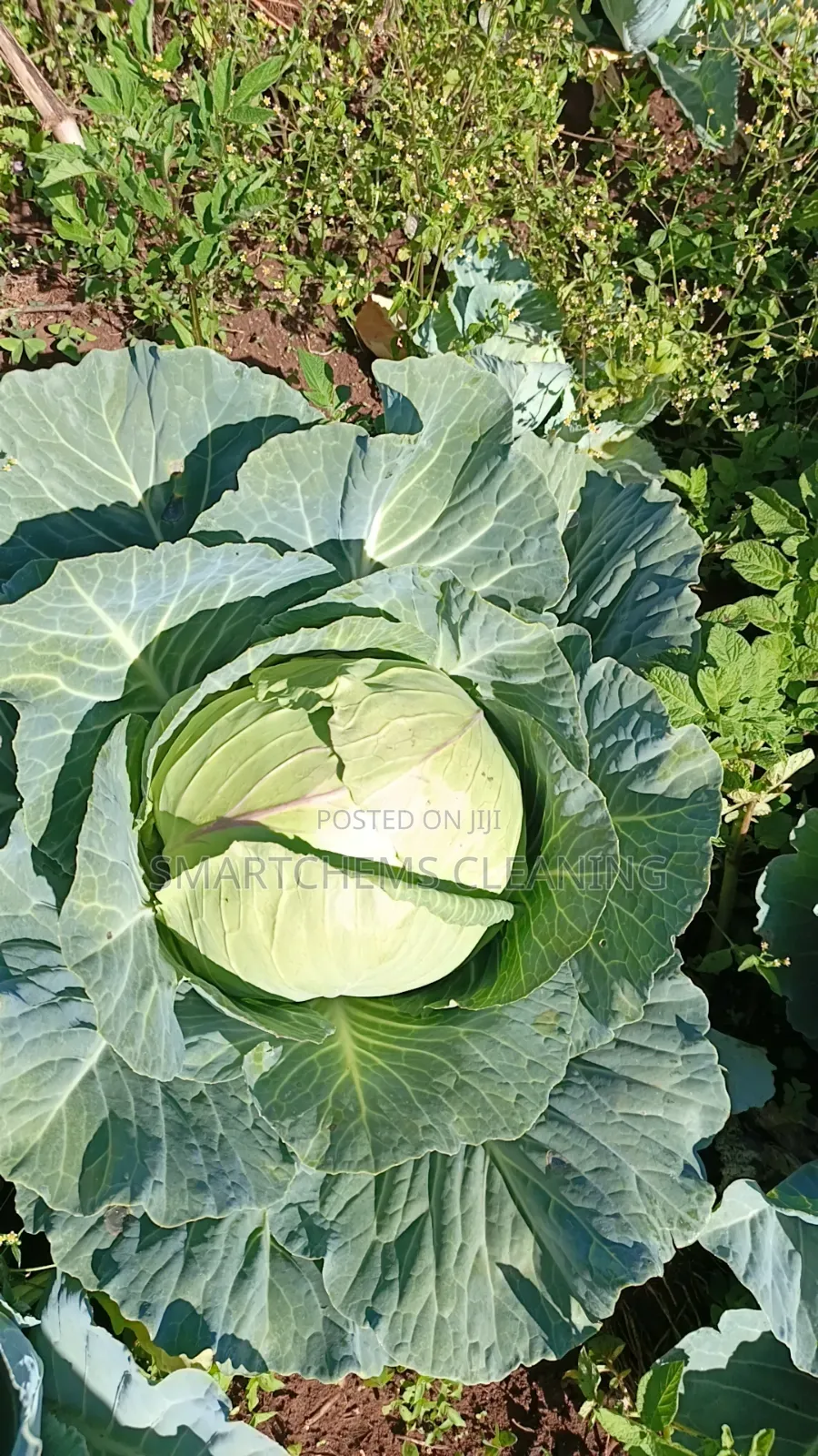 Quality Cabbages