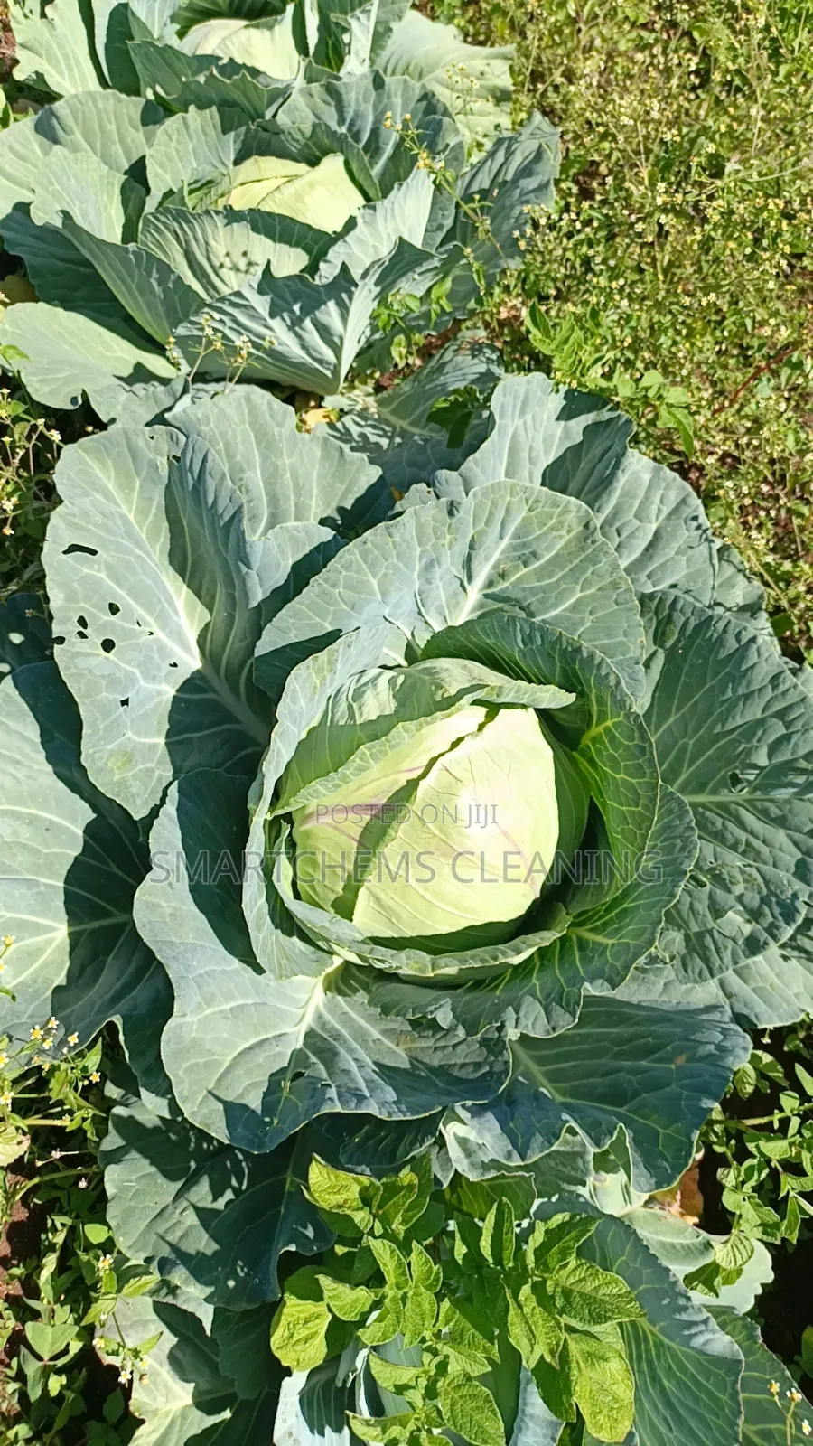Quality Cabbages