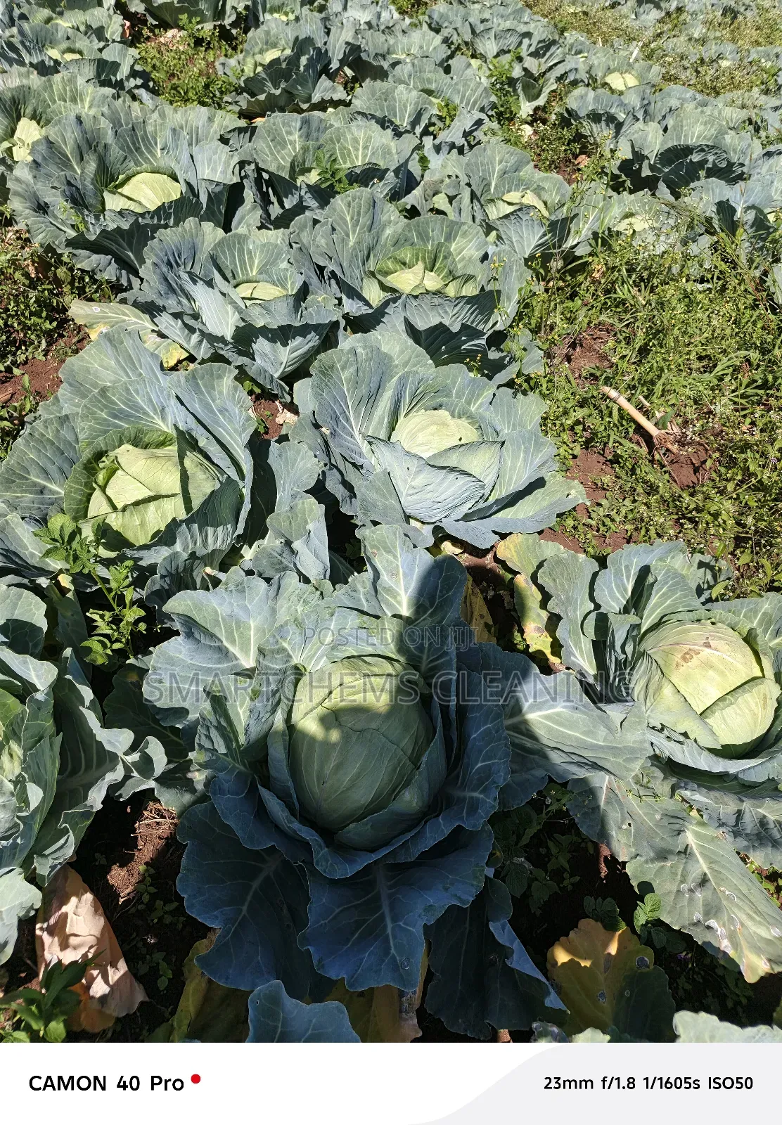 Quality Cabbages