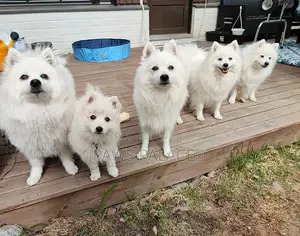3-6 months Male Purebred Japanese Spitz