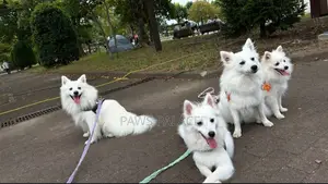 3-6 months Female Purebred Japanese Spitz