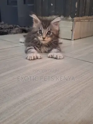 1-3 months Male Purebred Maine Coon