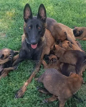 6-12 months Female Purebred Belgian Malinois