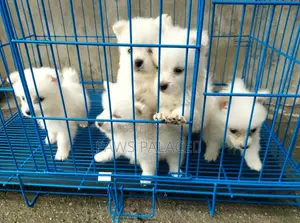 1-3 months Male Purebred Japanese Spitz
