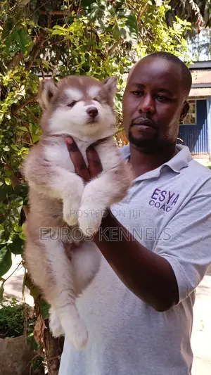 1-3 months Male Purebred Siberian Husky