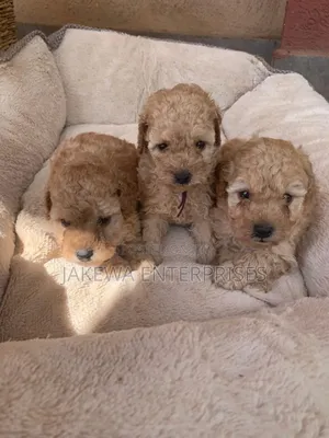 1-3 months Male Purebred Poodle