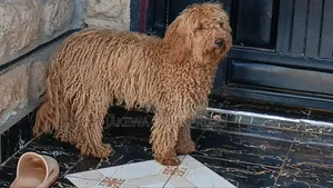 1+ year Male Purebred Poodle