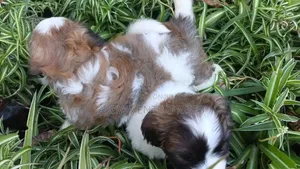 1-3 months Male Purebred Havanese