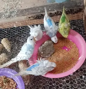 Flower Budgies