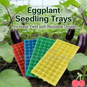 Eggplant Tray