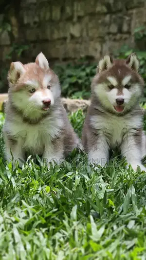 1-3 months Male Purebred Siberian Husky