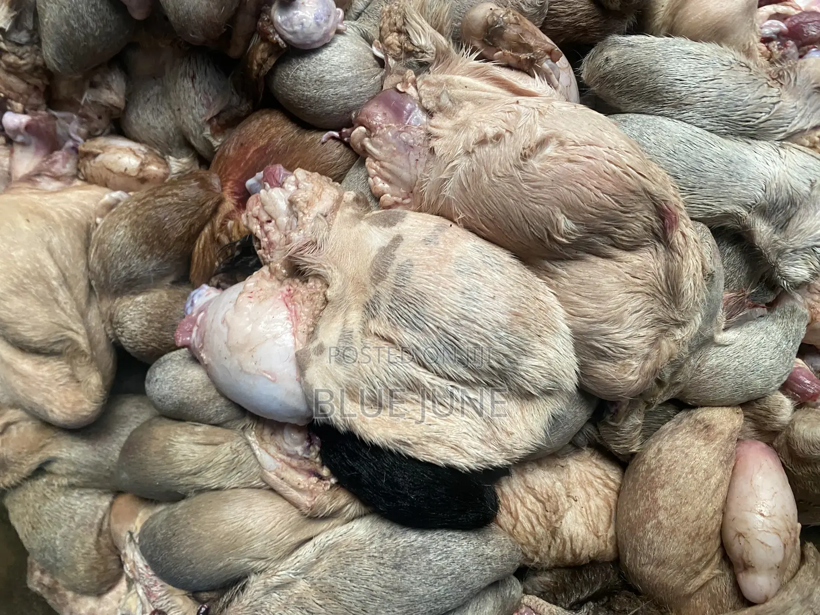 Goat Testicles