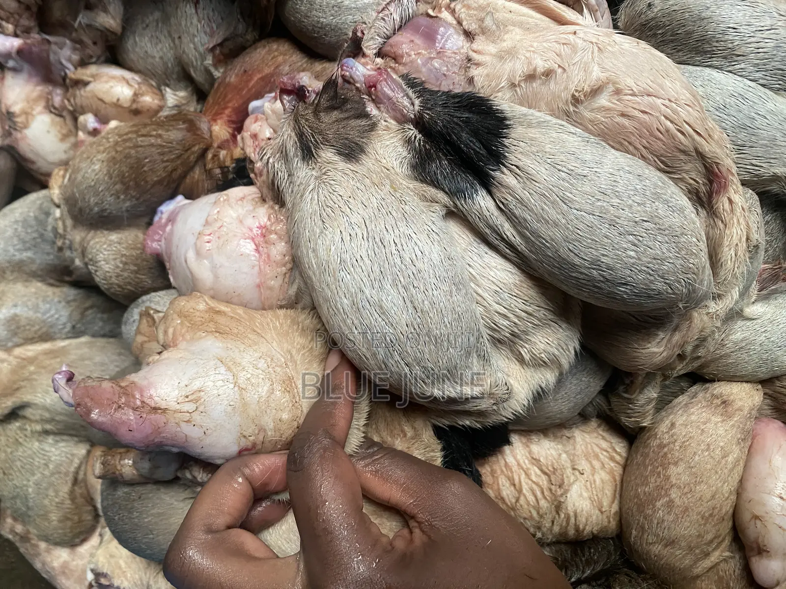 Goat Testicles