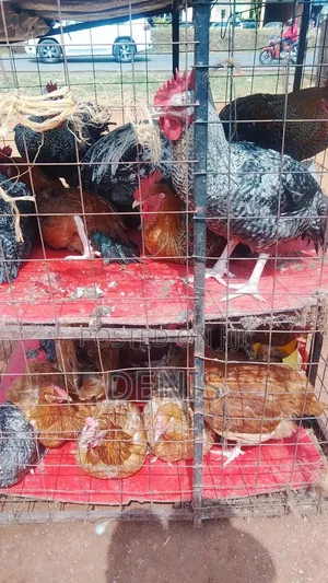 Kuku Kienyeji /Chicken