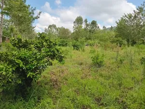 2.5 Acres for Kaumoni- Makueni County