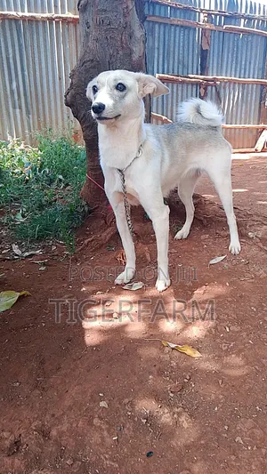 1+ year Female Mixed Breed Japanese Spitz