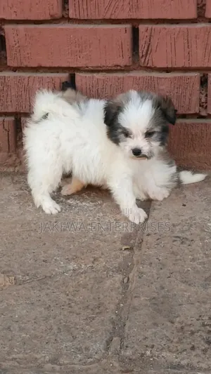 1-3 months Male Purebred Havanese