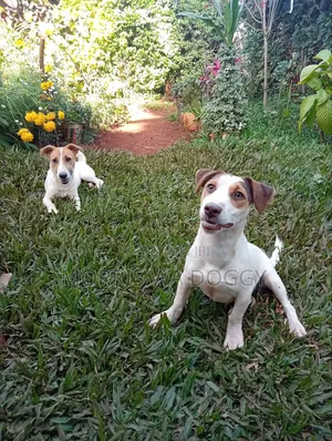 3-6 months Male Purebred Jack Russell Terrier