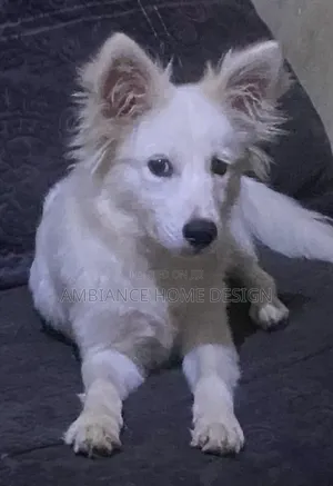 3-6 months Female Mixed Breed Japanese Spitz