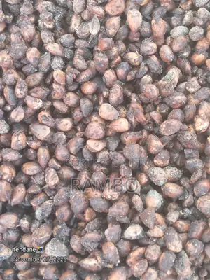 African Nightshade (Managu) Seedlings & All Tree Seeds Bulk & Retail