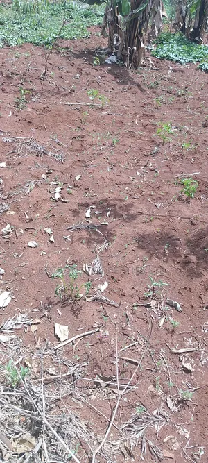 Prime Quarter-Acre Plot for Sale – Red Soil | Ngong Hills View