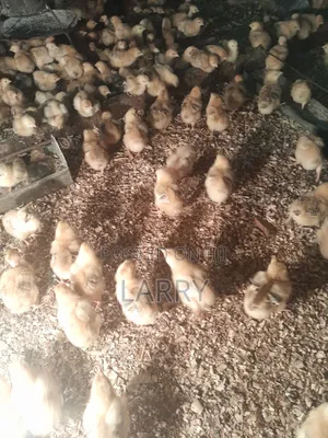 Kebro Chicks