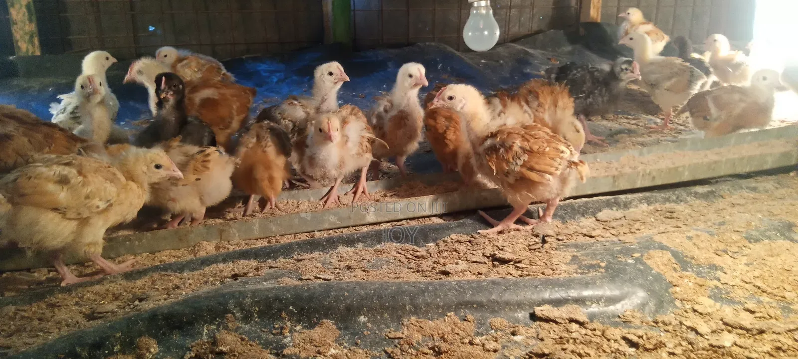 2 Months Old Kenbro