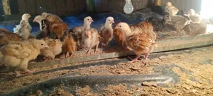 2 Months Old Kenbro