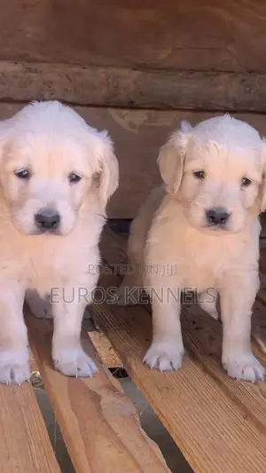 1-3 months Male Purebred Golden Retriever