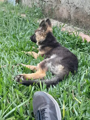 1-3 months Male Purebred German Shepherd