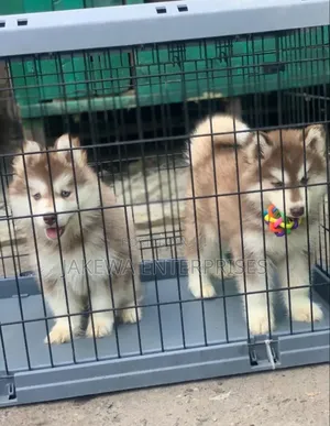 1-3 months Female Purebred Siberian Husky
