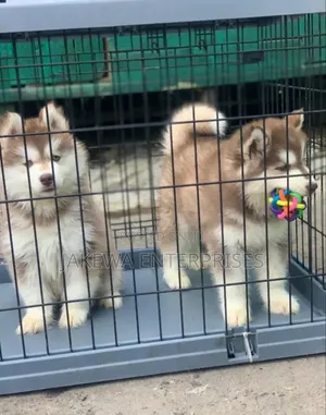 1-3 months Male Purebred Siberian Husky