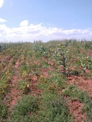 Konza 10 .08 Acres for Sale