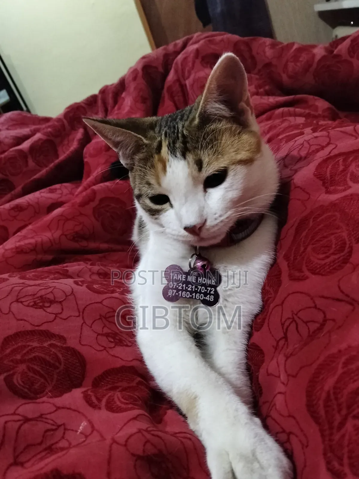 Customized Pet Tag