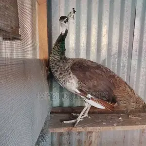 Healthy Peackocks