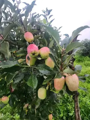 Apple Seedlings Available