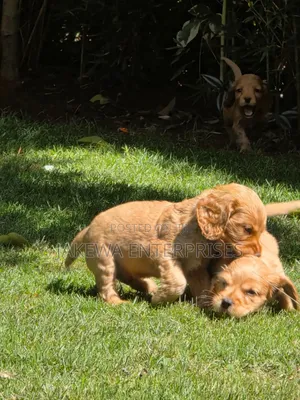 1-3 months Male Purebred Cocker Spaniel
