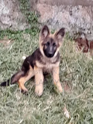 1-3 months Male Purebred German Shepherd