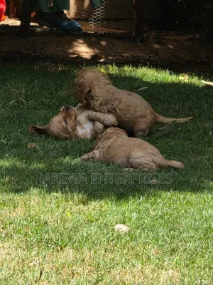 1-3 months Female Purebred Cocker Spaniel